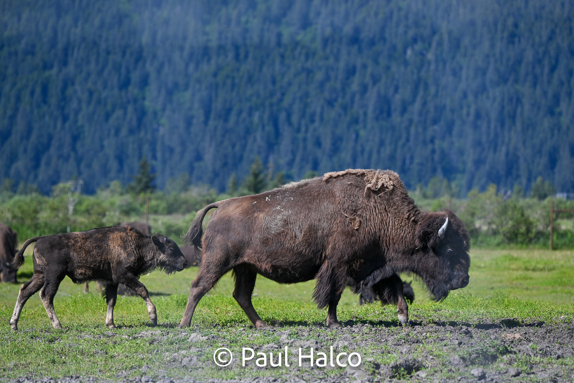 Paul Halco - General Alaska-41